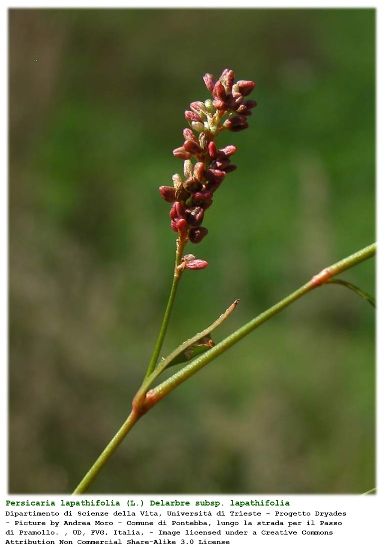 Persicaria lapathifolia (L.) Delarbre subsp. lapathifolia